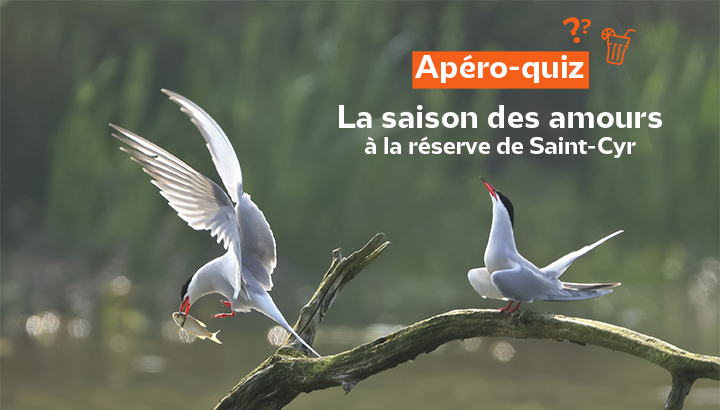 Apéro-quiz : La saison des amours à la réserve de Saint-Cyr